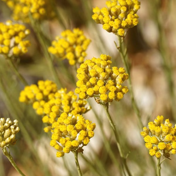helichrysum-oil-bayou-botanical-essential-oil