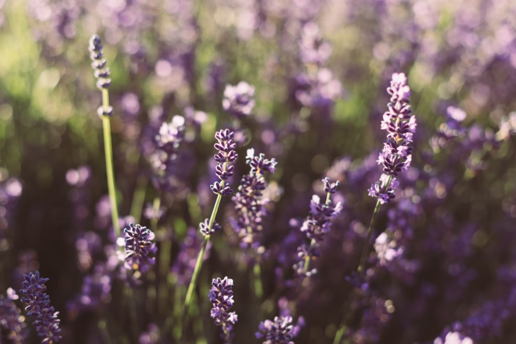 lavender close up