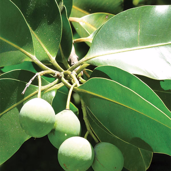 tamanu-oil-bayou-botanical-essential-oil