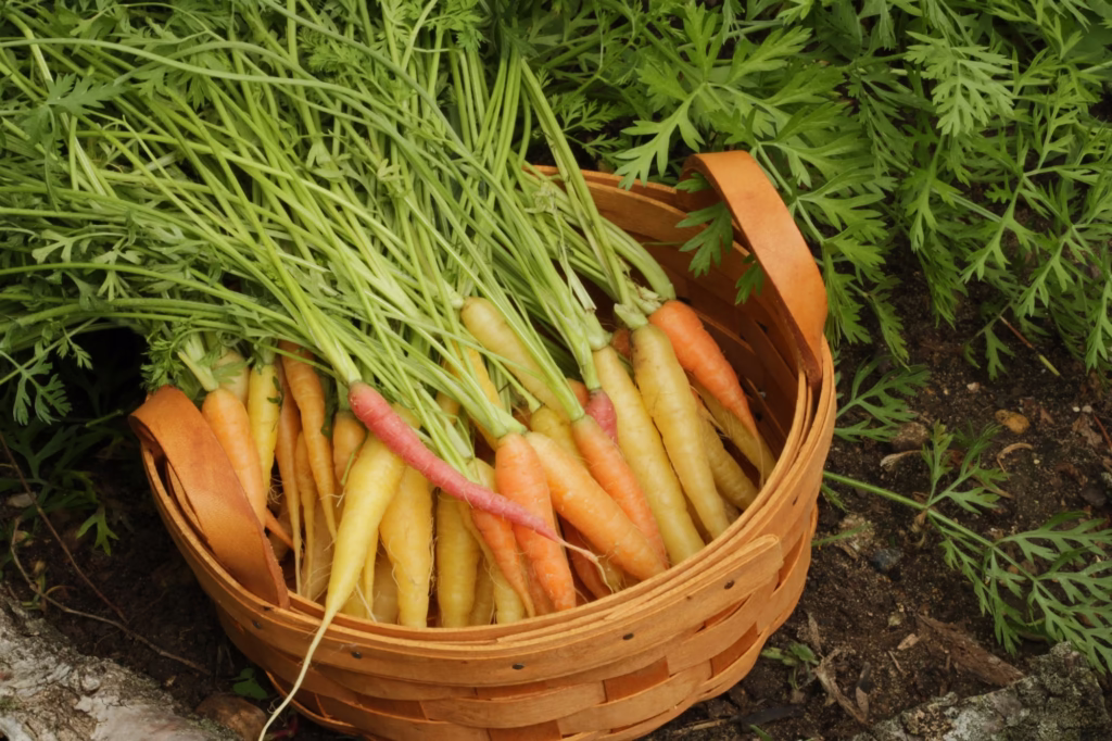 Freshly harvested carrots in basket in garden.